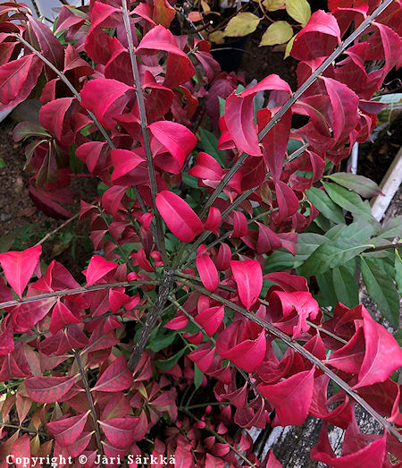 Euonymus alatus 'Compactus', pallesorvarinpensas